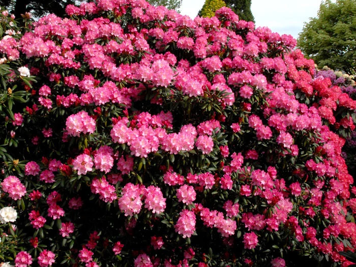 Rhododendron Yakushimanum 'Kalinka' – Bild 2