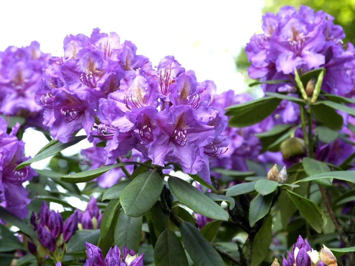 Rhododendron 'Lee's Dark Purple' – Bild 2