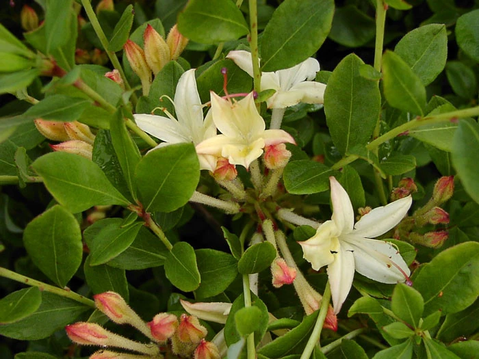 Rhododendron Viscosum 'Lemon Drop', Sommergrüne Japanische Gartenazalee – Bild 2