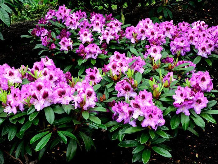 Rhododendron 'Pfauenauge' – Bild 2