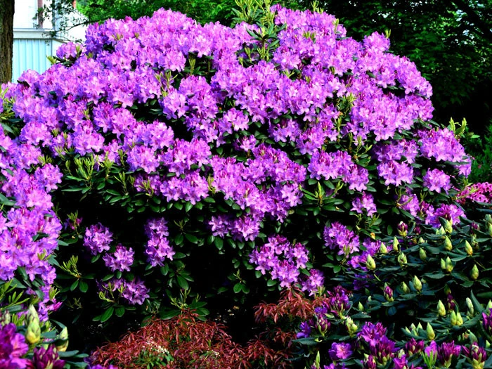 Rhododendron 'Roseum Elegans' – Bild 2