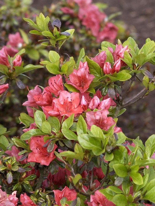Rhododendron Obtusum 'Satschiko', Wintergrüne Japanische Zwergazalee