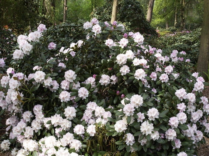 Rhododendron Yakushimanum 'Schneekrone' – Bild 2