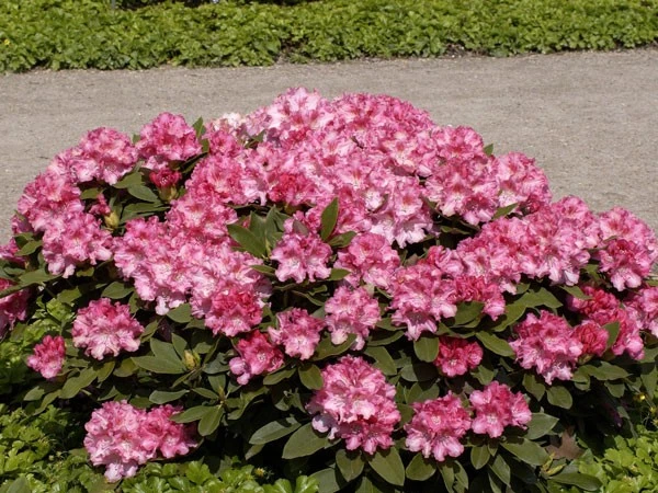 Rhododendron 'Tina Heinje' – Bild 2