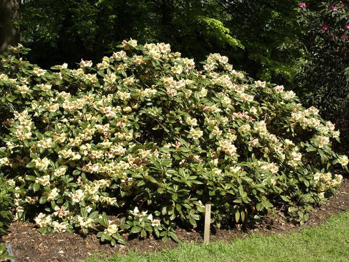 Rhododendron 'Viscy' – Bild 2