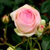 Rosen-Stämmchen Eden Rose 85 ® - Meilland