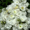 Rose Rambling Rector