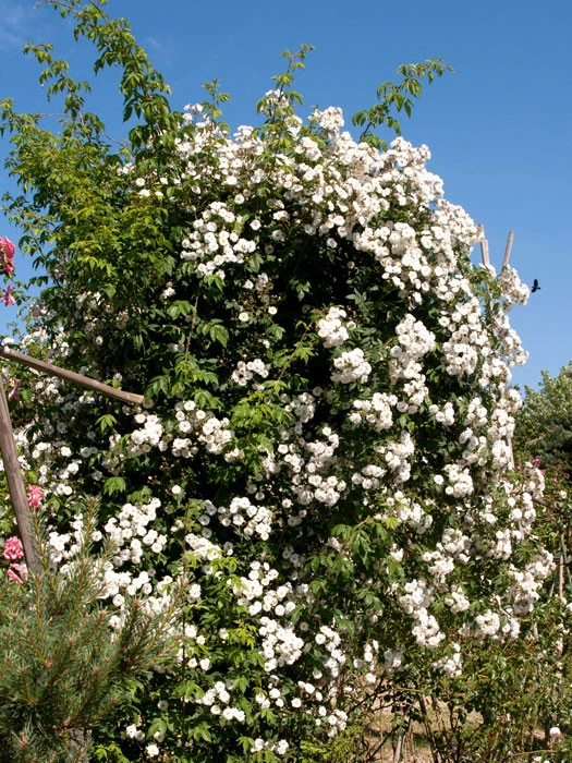 Rose Rambling Rector – Bild 2