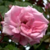 Rose Ramira ® - Kordes