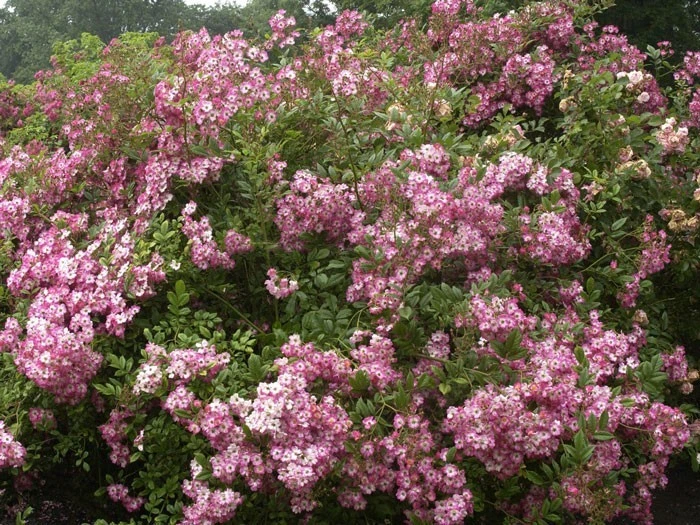 Rose Mozart ® - Lambert – Bild 2