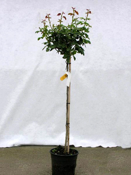 Rosen-Stämmchen Lady Like ® - Tantau – Bild 2