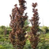 Fagus Sylvatica 'Rohan Obelisk', Rote Säulenbuche