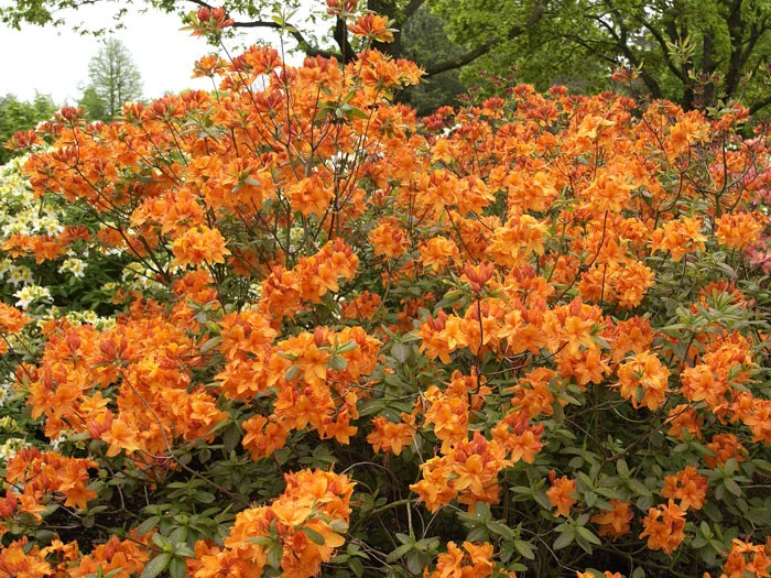 Rhododendron Luteum 'Rumba', Sommergrüne Japanische Gartenazalee – Bild 3