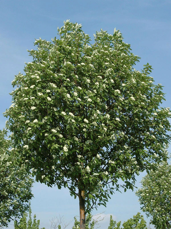 Sorbus Thuringiaca 'Fastigiata', Thüringische Säulen-Eberesche - Hochstamm