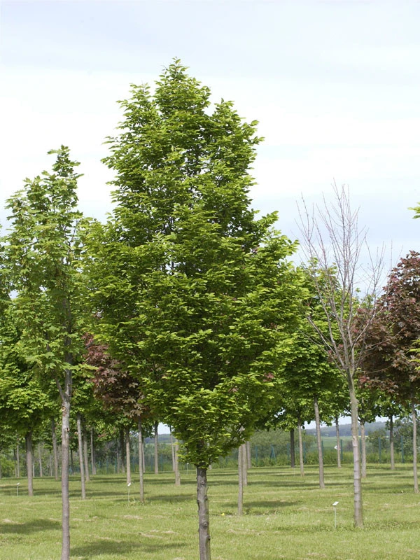 Carpinus Betulus Fastigiata, Säulen-Hainbuche - Hochstamm – Bild 2