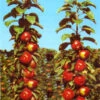 Säulenapfel 'Red River' ®