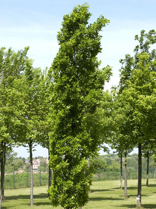 Quercus Robur 'Fastigiata Koster', Säuleneiche – Bild 2