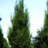 Carpinus Betulus 'Fastigiata', Säulenhainbuche