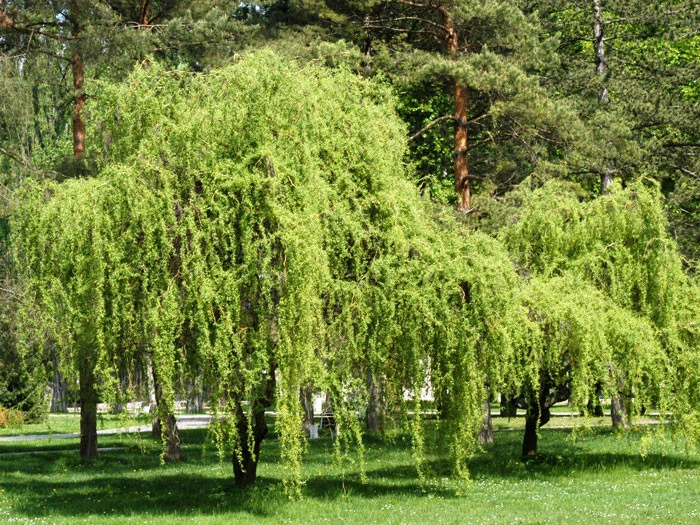 Salix Matsudana 'Tortuosa', Korkenzieherweide – Bild 3