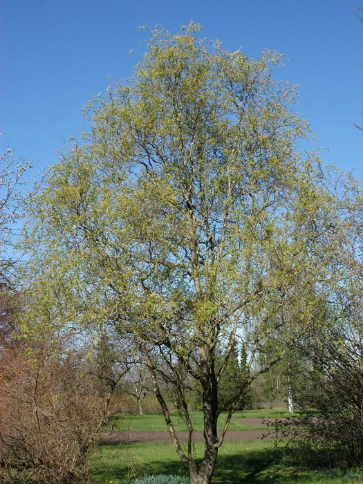 Salix Matsudana 'Tortuosa', Korkenzieherweide – Bild 2