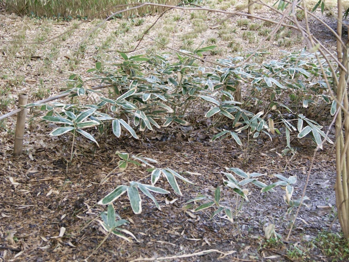 Sasa Veitchii, Breitblättriger Zwergbambus – Bild 3