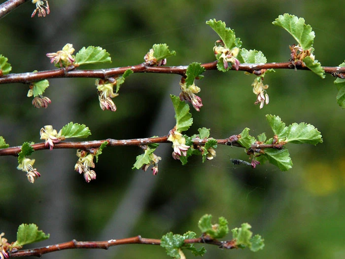 Nothofagus Antarctica, Scheinbuche – Bild 2