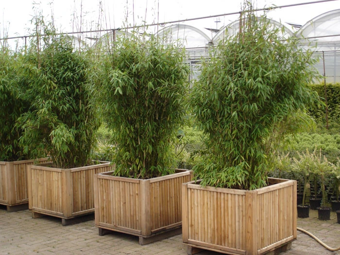 Fargesia Murielae 'Jumbo', Schirm-Bambus – Bild 2