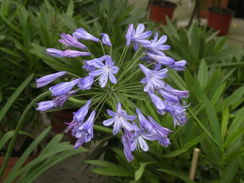 Agapanthus Africanus, Afrikanische Schmucklilie – Bild 3
