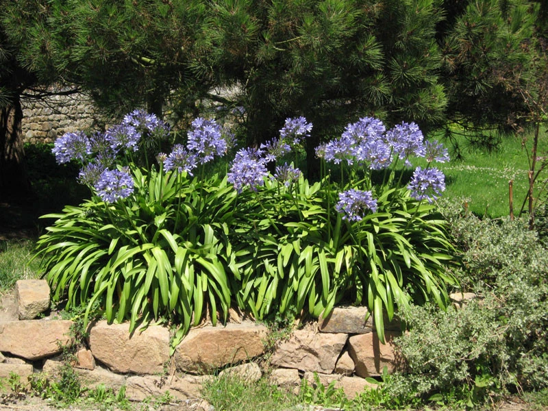 Agapanthus Africanus, Afrikanische Schmucklilie – Bild 2