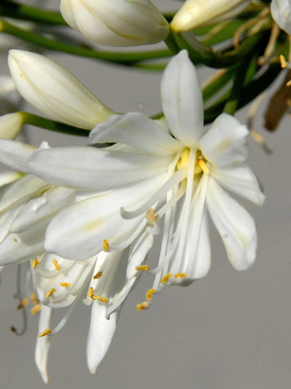 Agapanthus Africanus 'Albus', Weiße Afrikanische Schmucklilie – Bild 2