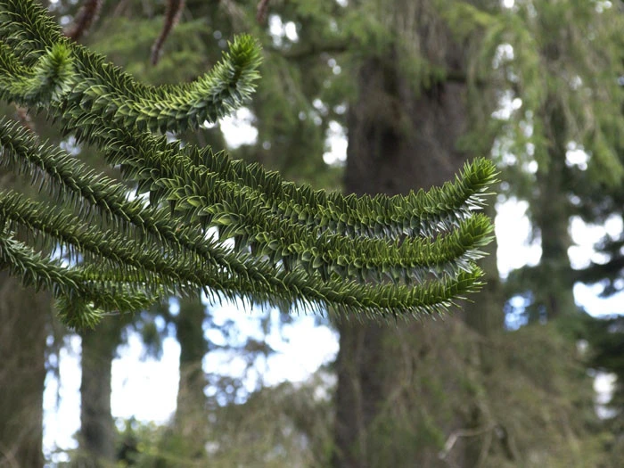 Araucaria Araucana, Chilenische Schmucktanne – Bild 3