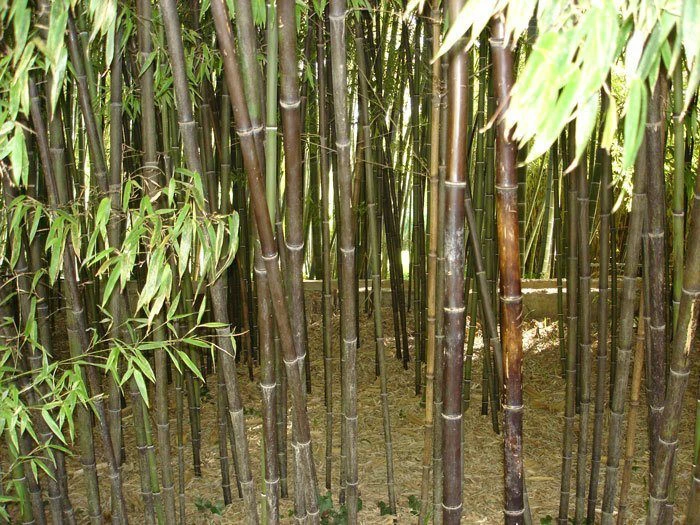 Phyllostachys Nigra Punctata, Schwarzrohrbambus – Bild 3