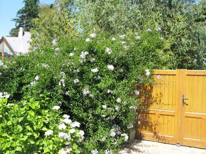 Solanum Jasminoides, Sommerjasmin – Bild 5