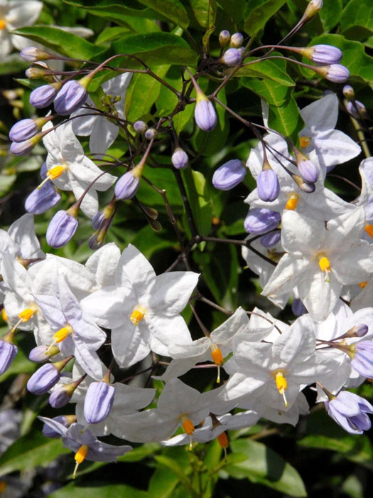 Solanum Jasminoides, Sommerjasmin – Bild 4