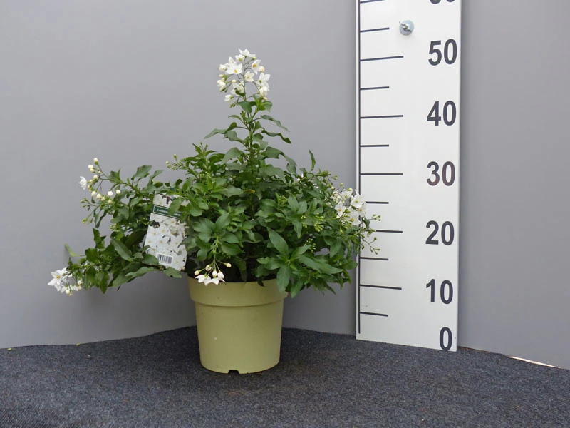 Solanum Jasminoides, Sommerjasmin – Bild 3