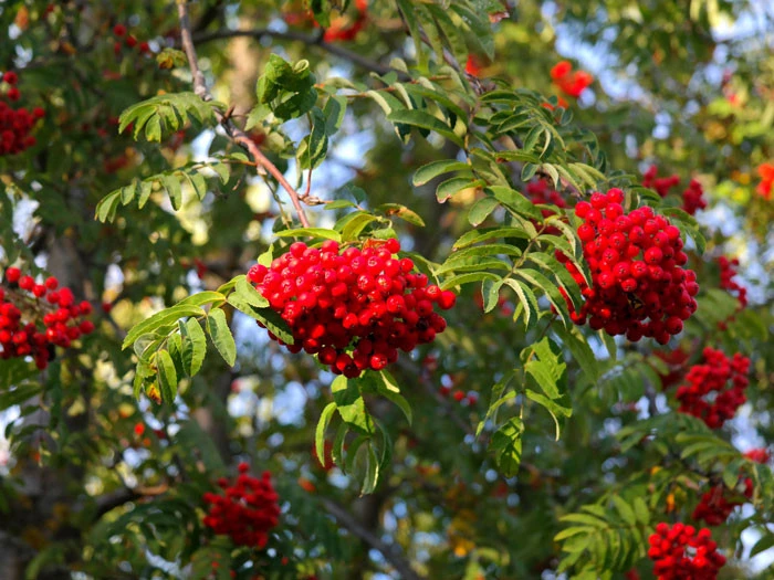 Sorbus Aucuparia 'Edulis', Mährische (essbare) Eberesche – Bild 2