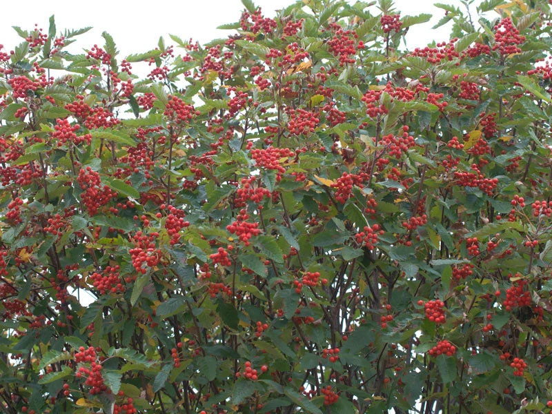 Sorbus Thuringiaca 'Fastigiata', Thüringische Säulen-Eberesche - Hochstamm – Bild 2