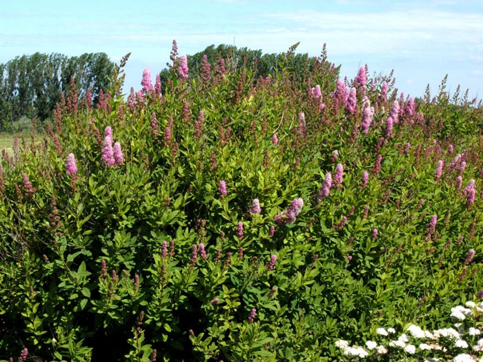 Spiraea Billardii 'Triumphans', Kolbenspiere – Bild 3