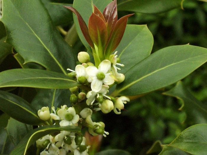 Ilex Aquifolium, Gemeine Stechpalme, Hülse – Bild 6
