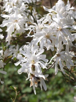 Magnolia Stellata, Sternmagnolie