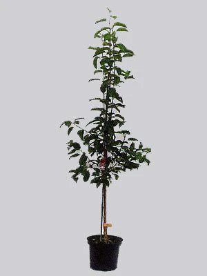 Süßkirsche Sunburst – Bild 2