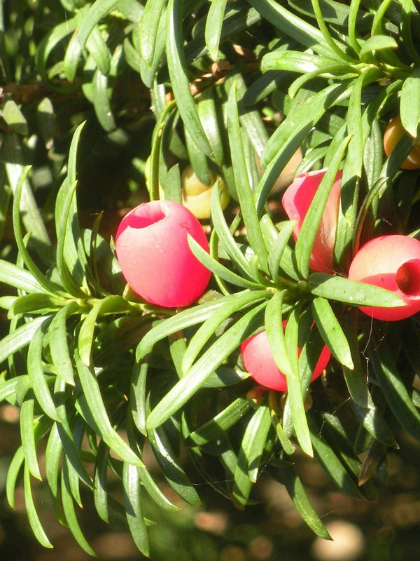 Eiben-Kugel, Taxus Baccata – Bild 2