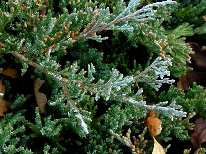 Juniperus Horizontalis 'Blue Chip', Teppichwacholder – Bild 2
