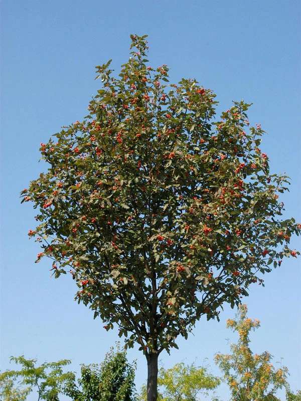 Sorbus Thuringiaca 'Fastigiata', Thüringische Säulen-Eberesche - Hochstamm – Bild 3