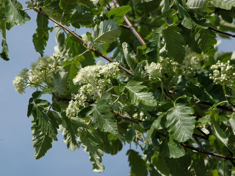 Sorbus Thuringiaca 'Fastigiata', Thüringische Säulen-Eberesche - Hochstamm – Bild 4