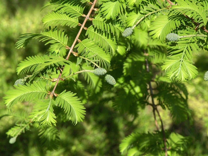 Metasequoia Glyptostroboides, Urweltmammutbaum – Bild 2