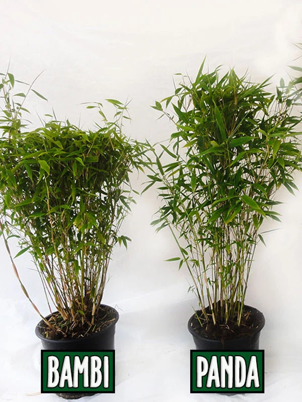 Fargesia Murielae 'Bambi', Kleiner Schirmbambus – Bild 2
