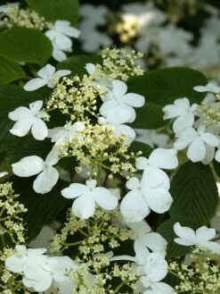 Viburnum Plicatum 'Mariesii', Japanischer Schneeball