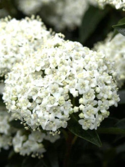 Viburnum Tinus, Lorbeer-Schneeball