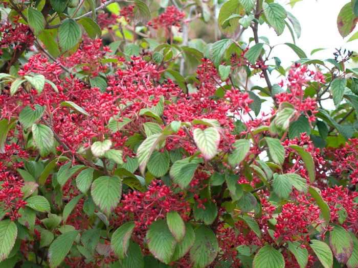Viburnum Plicatum 'Watanabe', Japanischer Zwerg-Schneeball – Bild 3